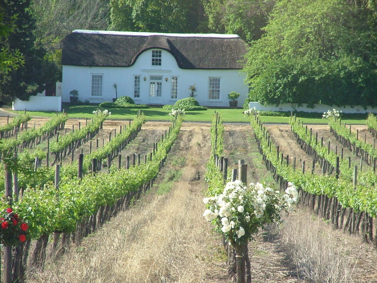 Sydafrikansk vinsmagning
