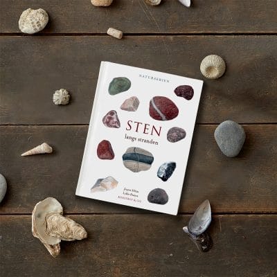 Har du nogensinde fundet en spændende sten eller et fossil på stranden og tænkt: Hvad er det egentlig, jeg har fundet?